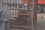 Трофименков отреагировал на брошенную в клетку медведицу (видео)